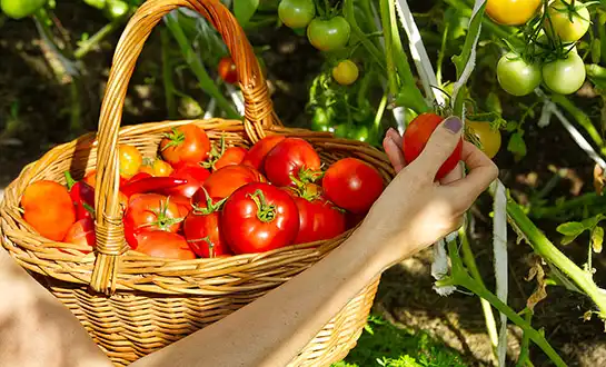 Best Tomato Fertilizers for Growth, Yield, and Stress Resistance